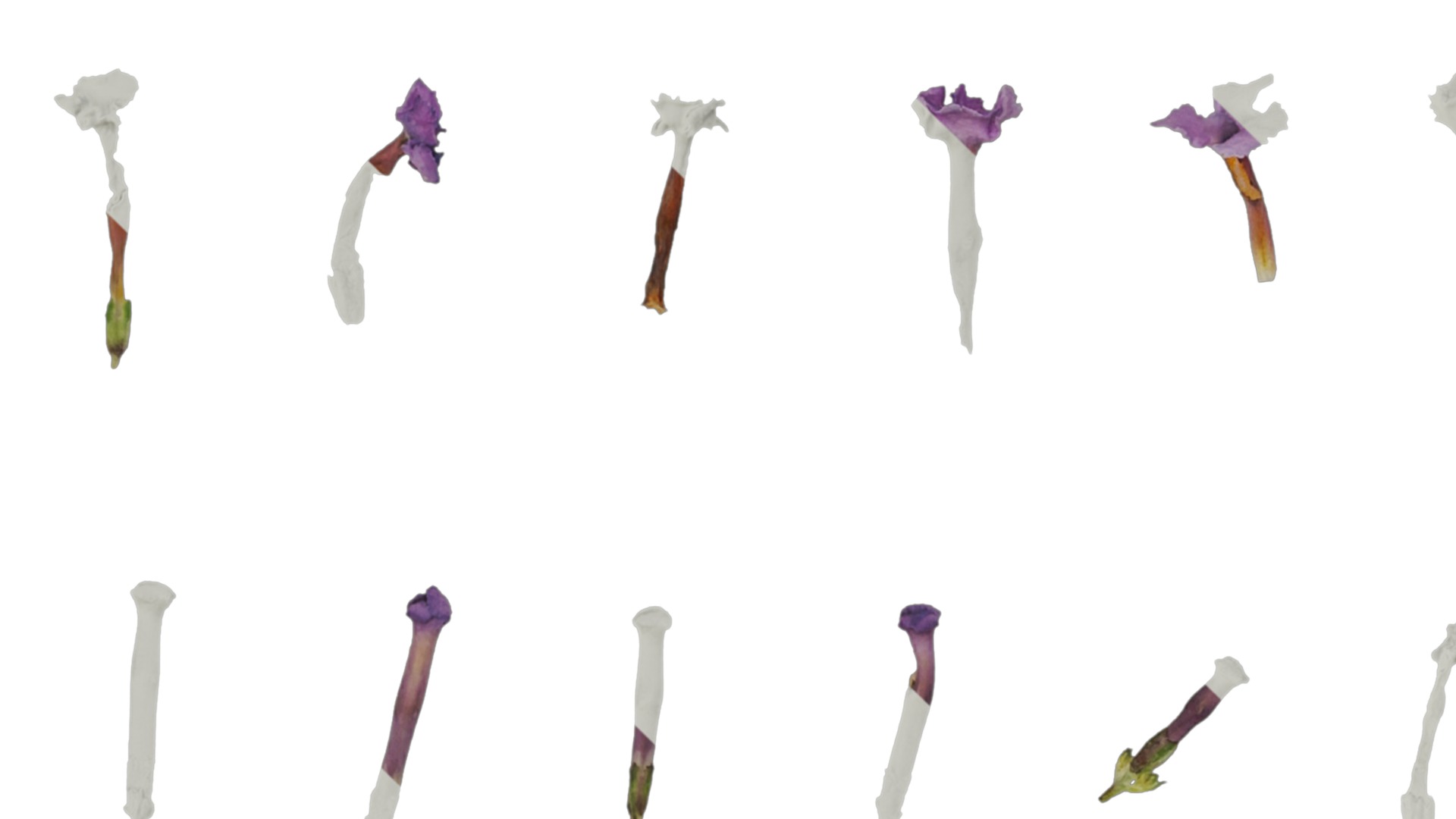 Anydrafts Buddleja lindleyana Flower 01 Texture_1