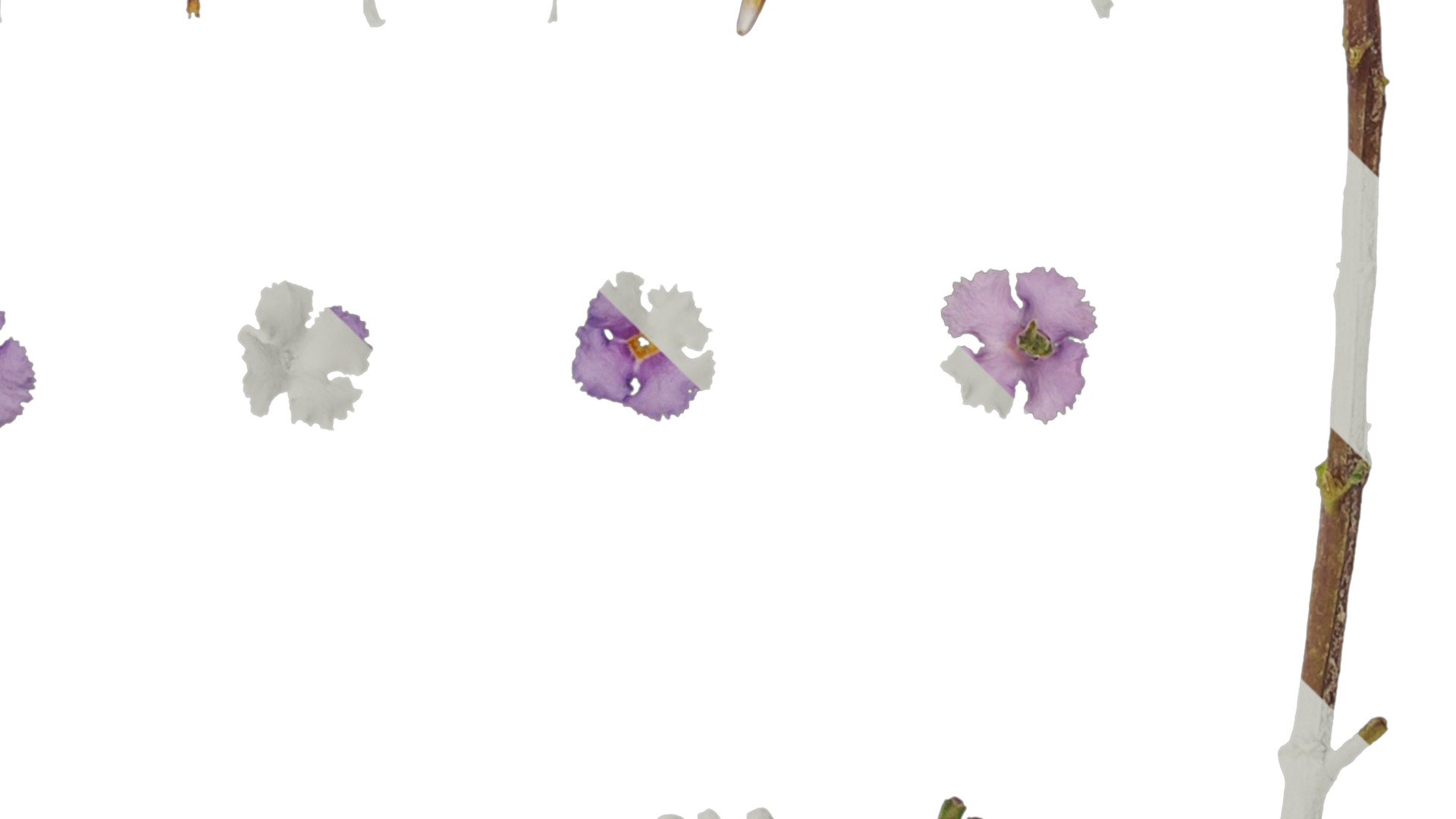 Anydrafts Buddleja lindleyana Flower 01 Texture_4