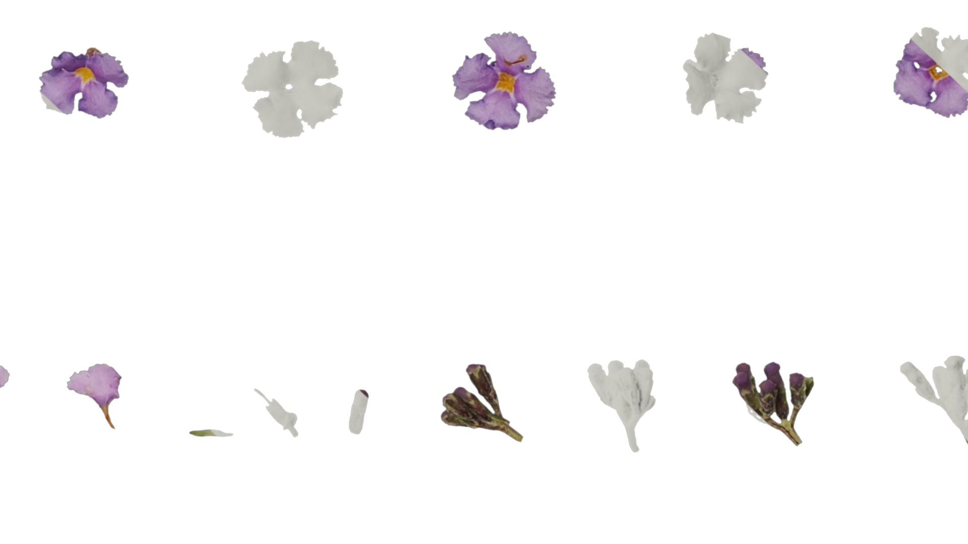 Anydrafts Buddleja lindleyana Flower 01 Texture_7