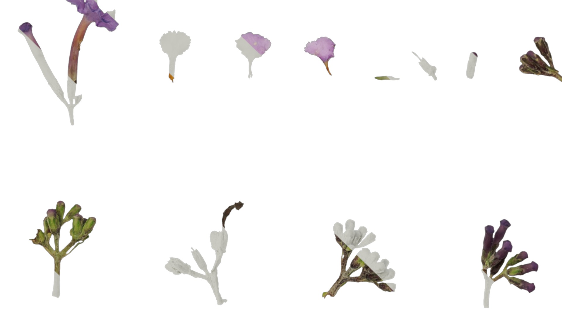 Anydrafts Buddleja lindleyana Flower 01 Texture_5