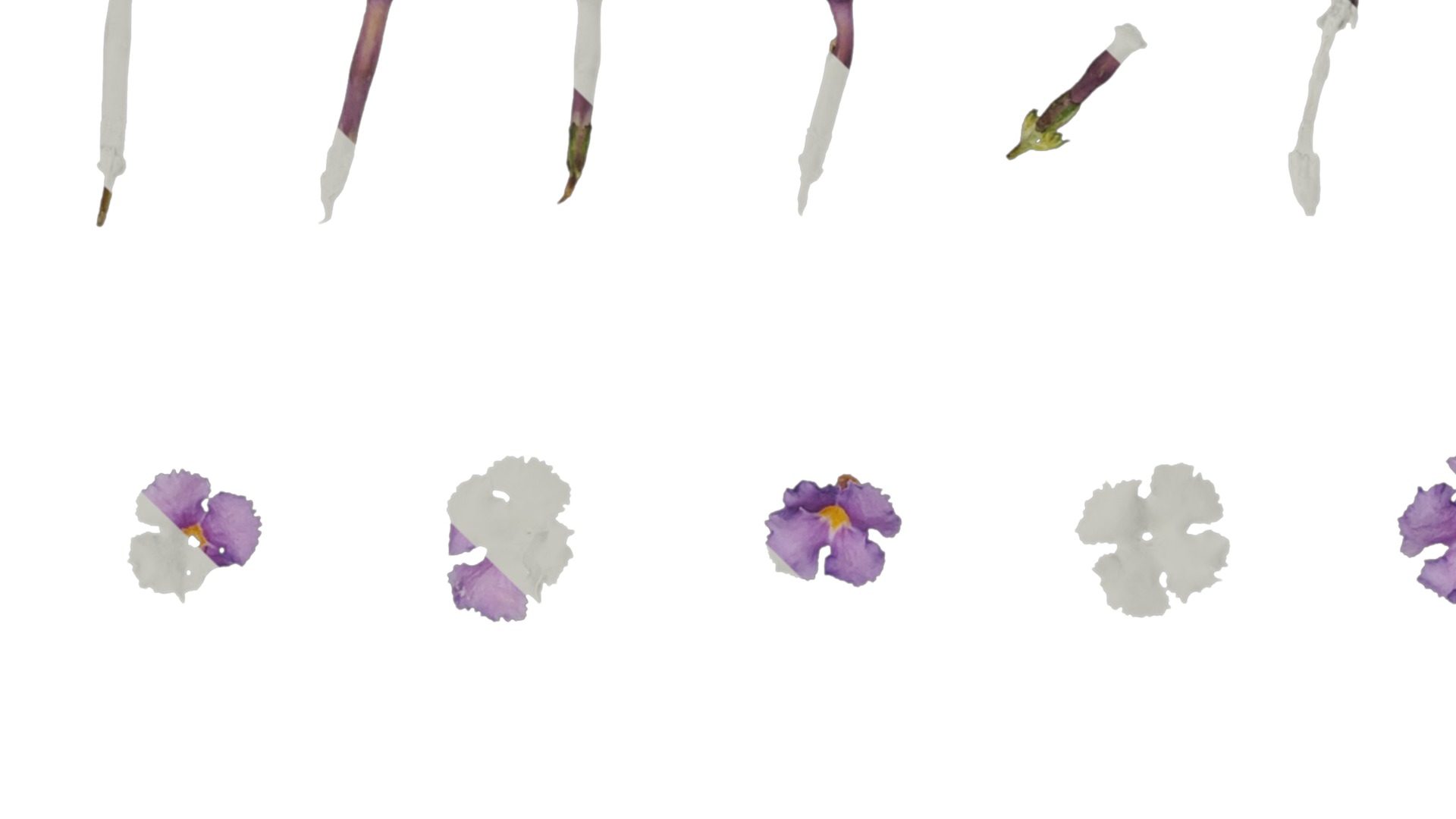 Anydrafts Buddleja lindleyana Flower 01 Texture_3