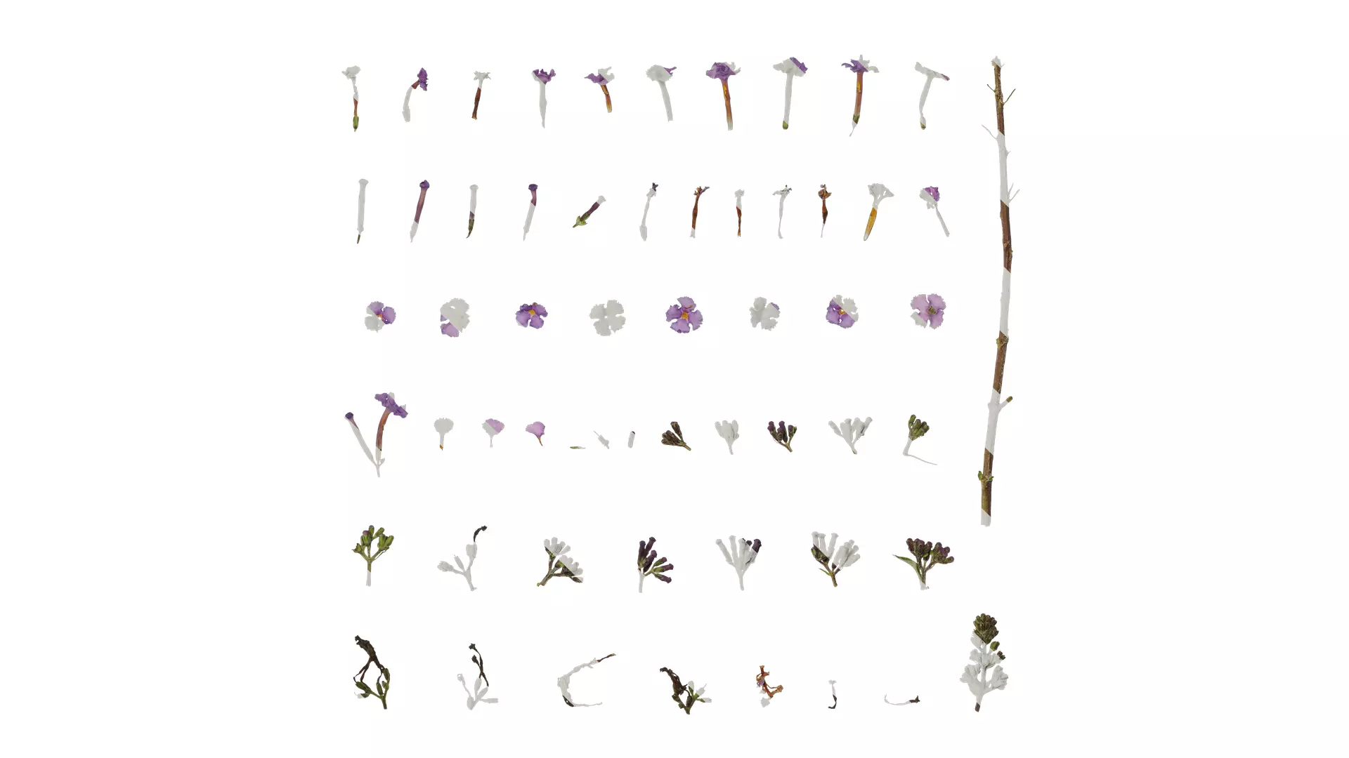 Anydrafts Buddleja lindleyana Flower 01 Texture_0