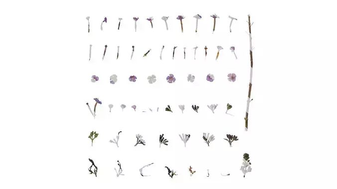 Anydrafts Buddleja lindleyana Flower 01