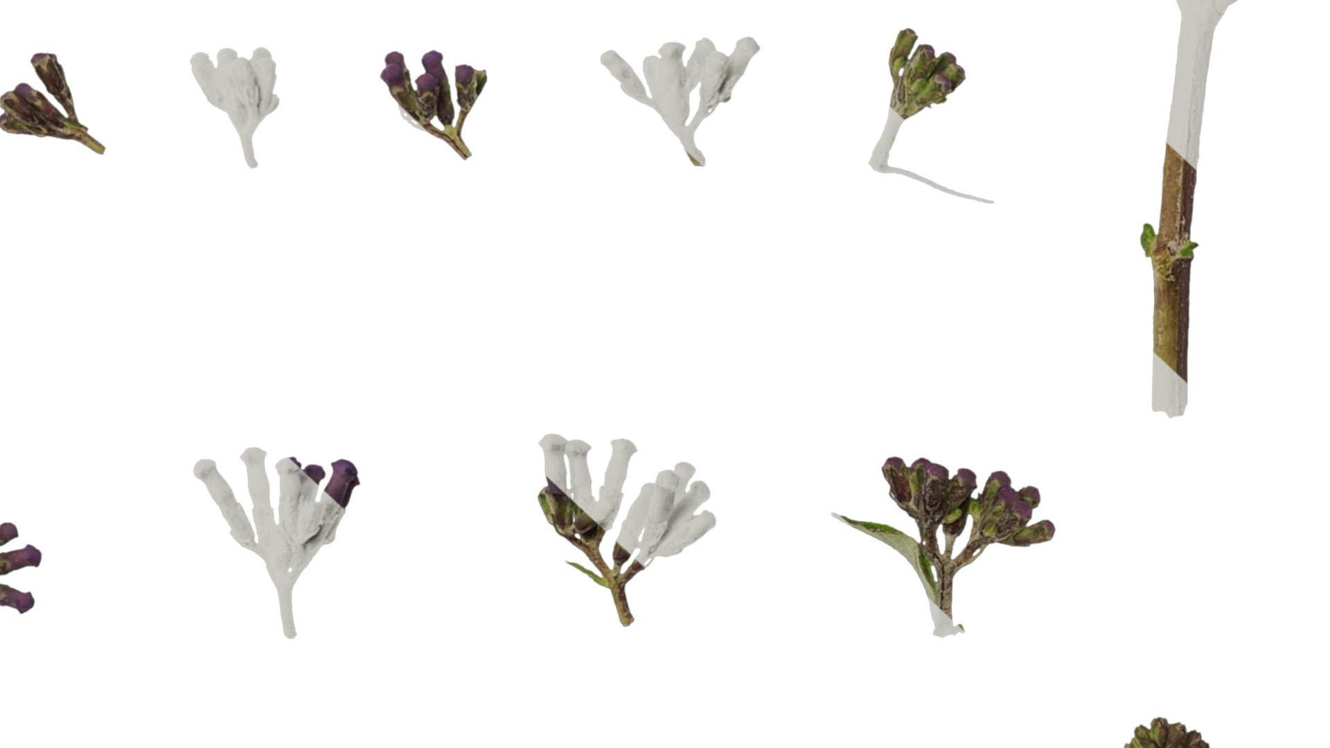 Anydrafts Buddleja lindleyana Flower 01 Texture_6