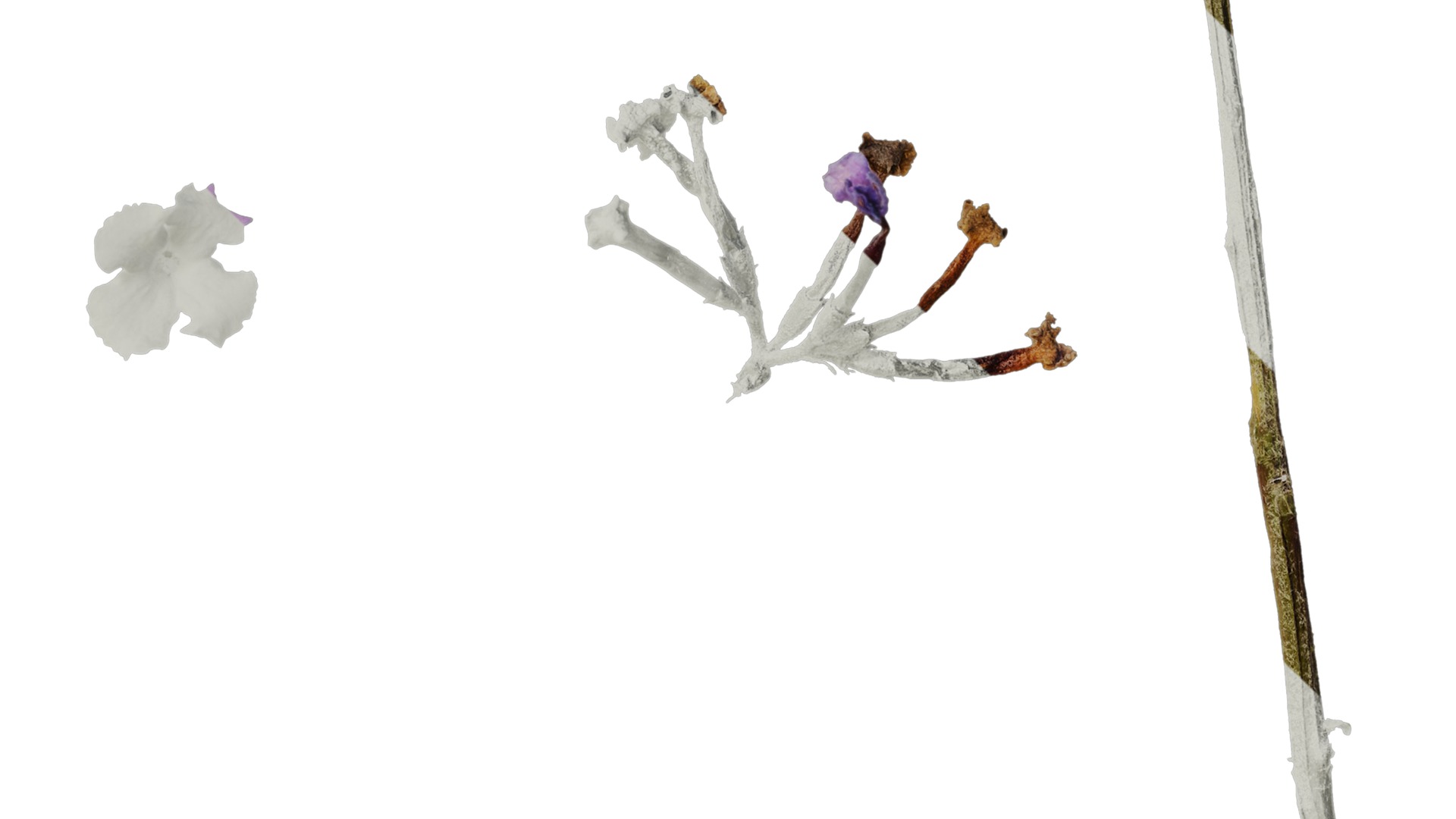 Anydrafts Buddleja lindleyana Flower 02 Texture_4