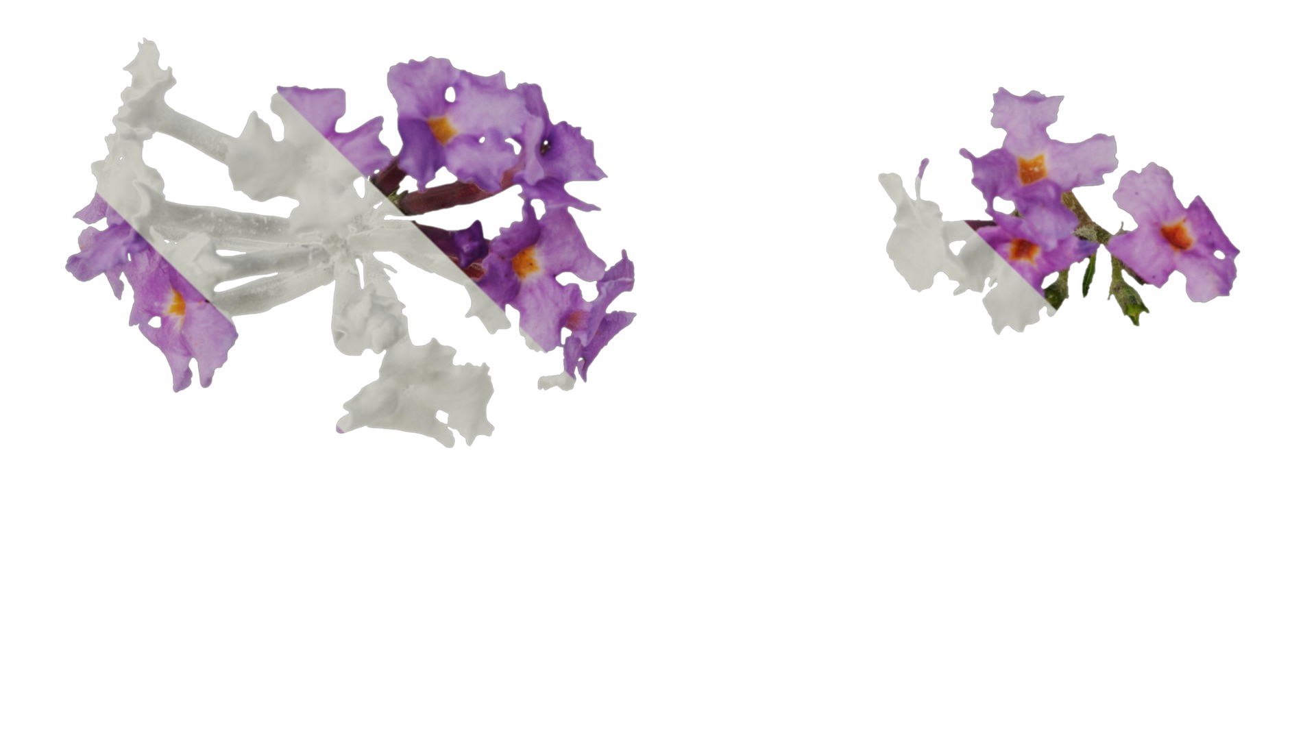 Anydrafts Buddleja lindleyana Flower 02 Texture_1