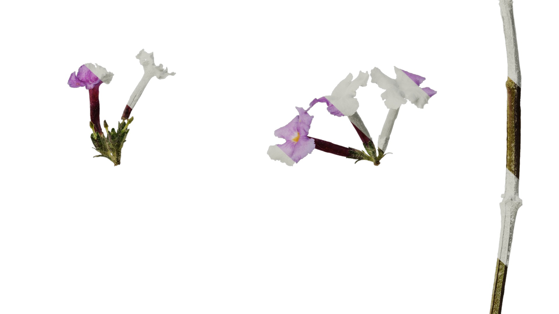 Anydrafts Buddleja lindleyana Flower 02 Texture_6