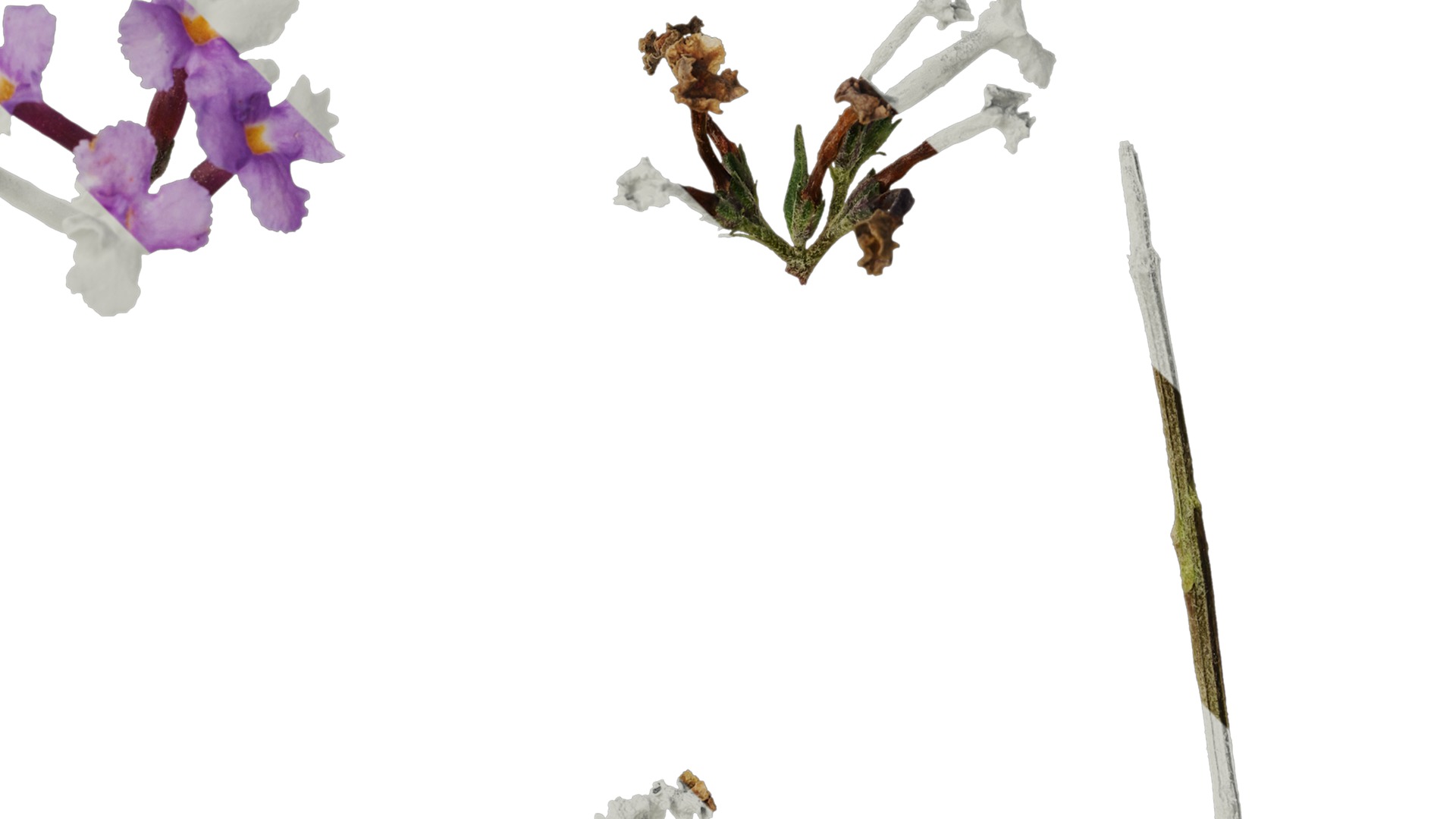 Anydrafts Buddleja lindleyana Flower 02 Texture_2