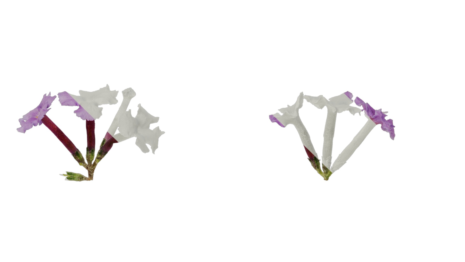 Anydrafts Buddleja lindleyana Flower 02 Texture_3