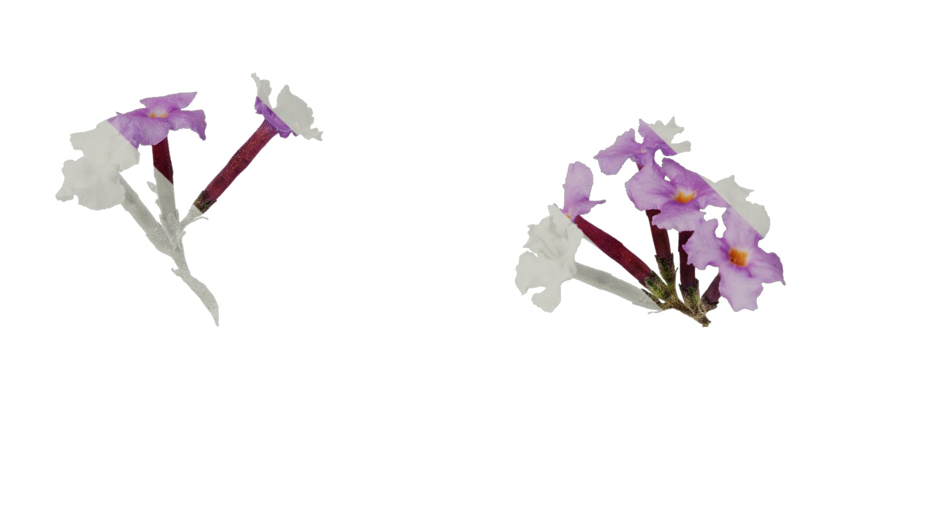 Anydrafts Buddleja lindleyana Flower 02 Texture_5