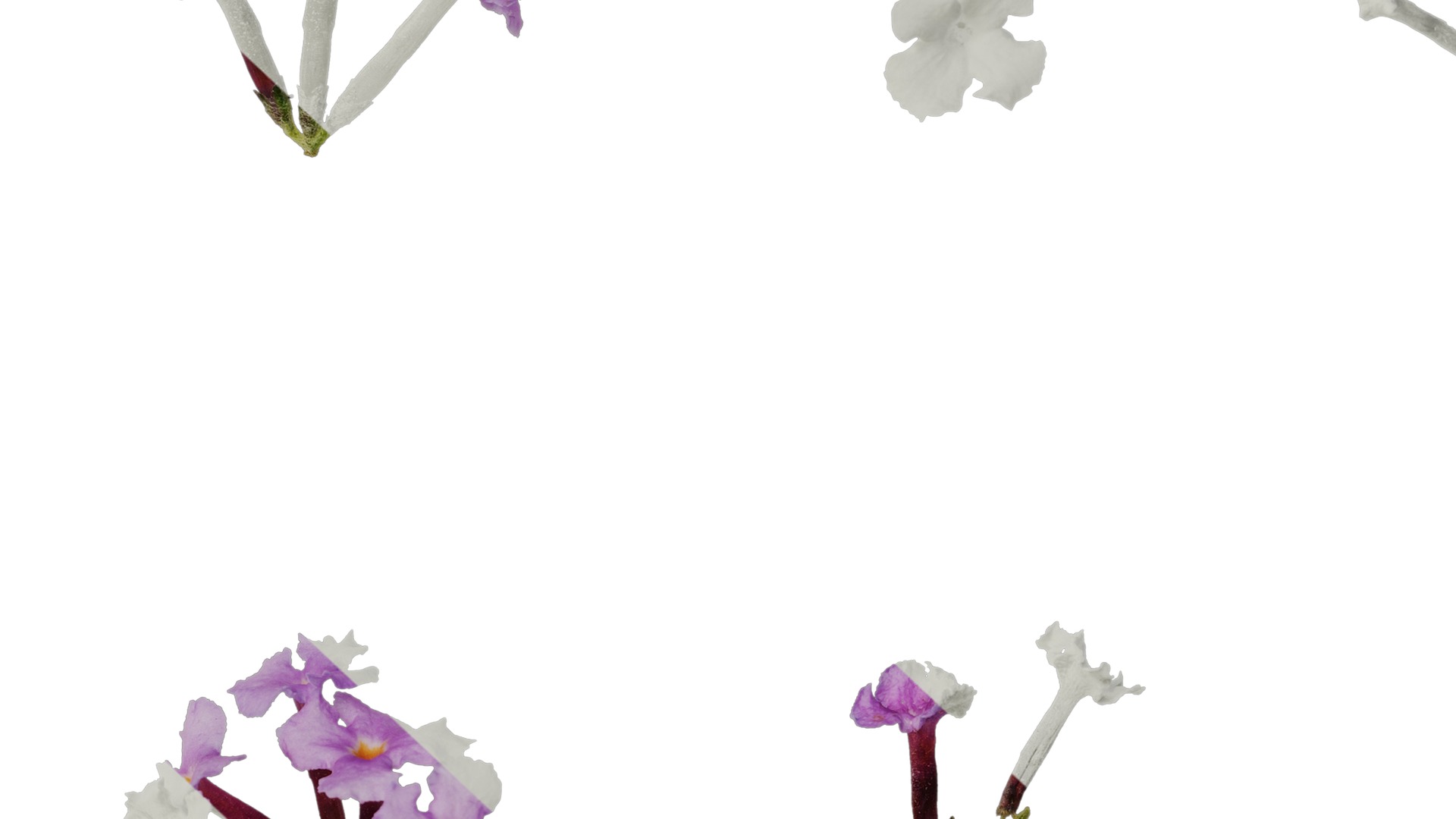 Anydrafts Buddleja lindleyana Flower 02 Texture_7