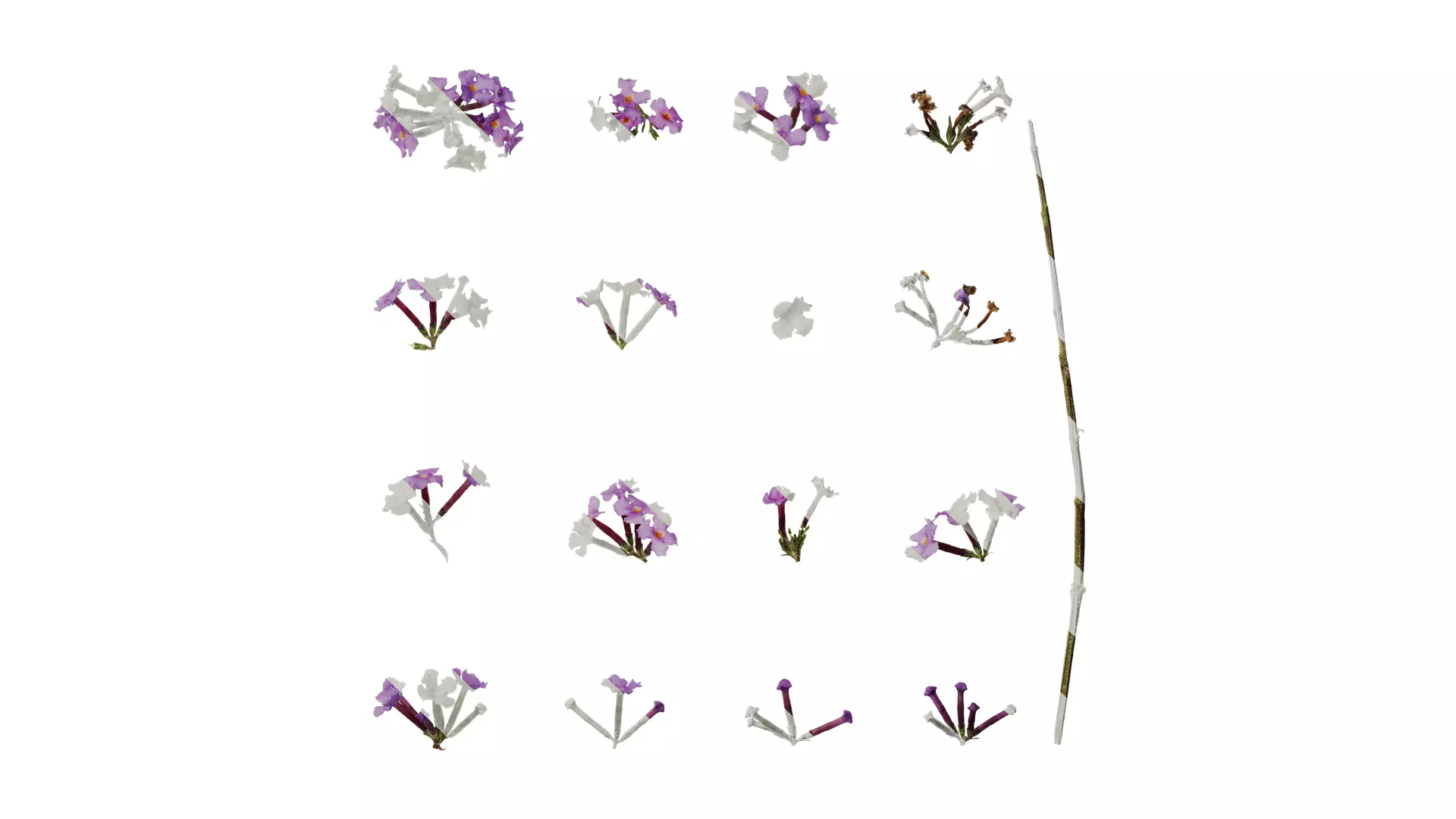 Anydrafts Buddleja lindleyana Flower 02 Texture_0