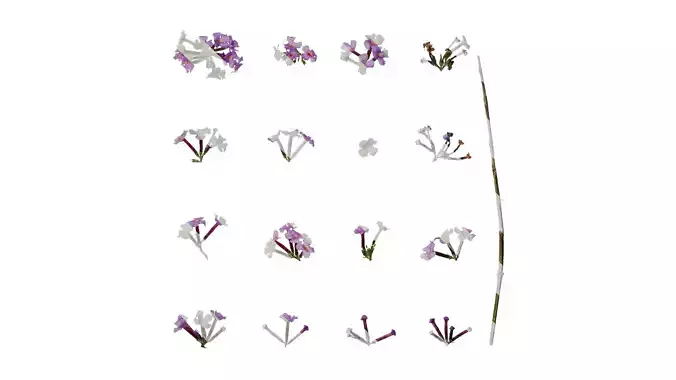 Anydrafts Buddleja lindleyana Flower 02