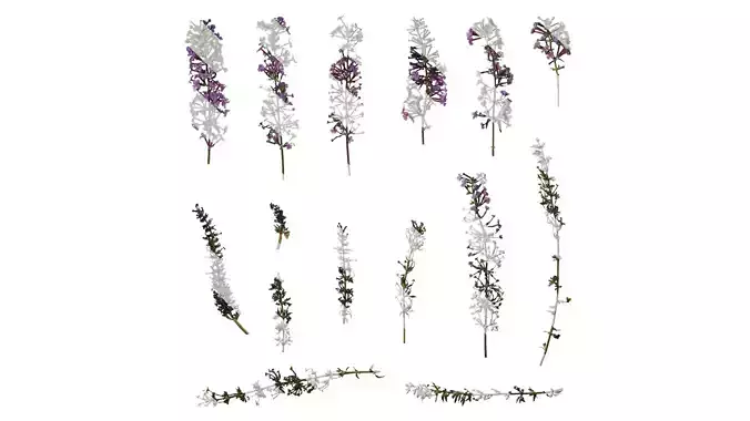 Anydrafts Buddleja lindleyana Flower 04