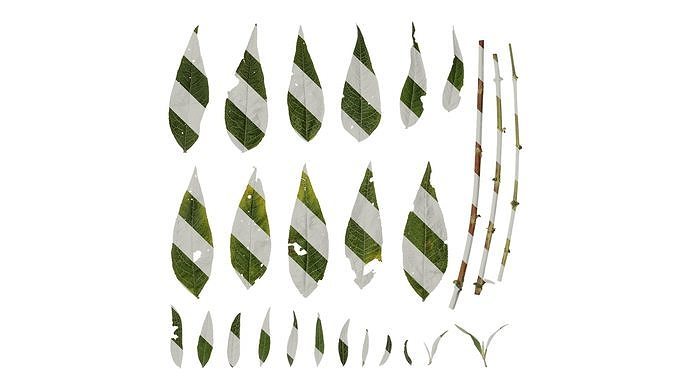 Anydrafts Buddleja lindleyana Leaf 01 Texture
