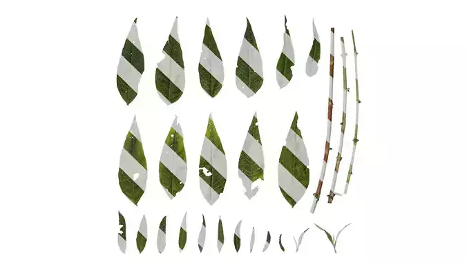 Anydrafts Buddleja lindleyana Leaf 01