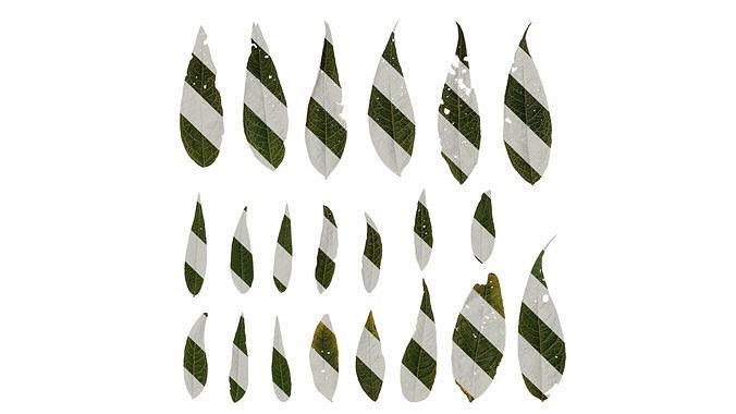 Anydrafts Buddleja lindleyana Leaf 02 Texture