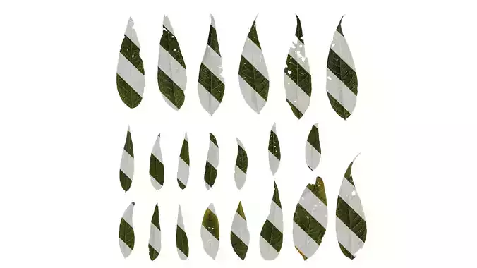 Anydrafts Buddleja lindleyana Leaf 02