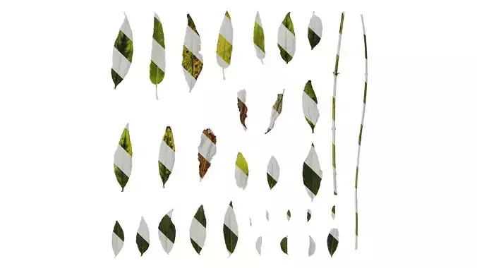 Anydrafts Buddleja lindleyana Leaf 04