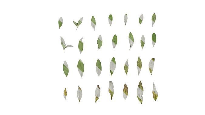 Anydrafts Buddleja lindleyana Leaf 05 B Texture