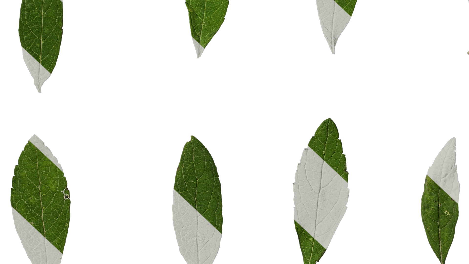 Anydrafts Buddleja lindleyana Leaf 05 F Texture_7