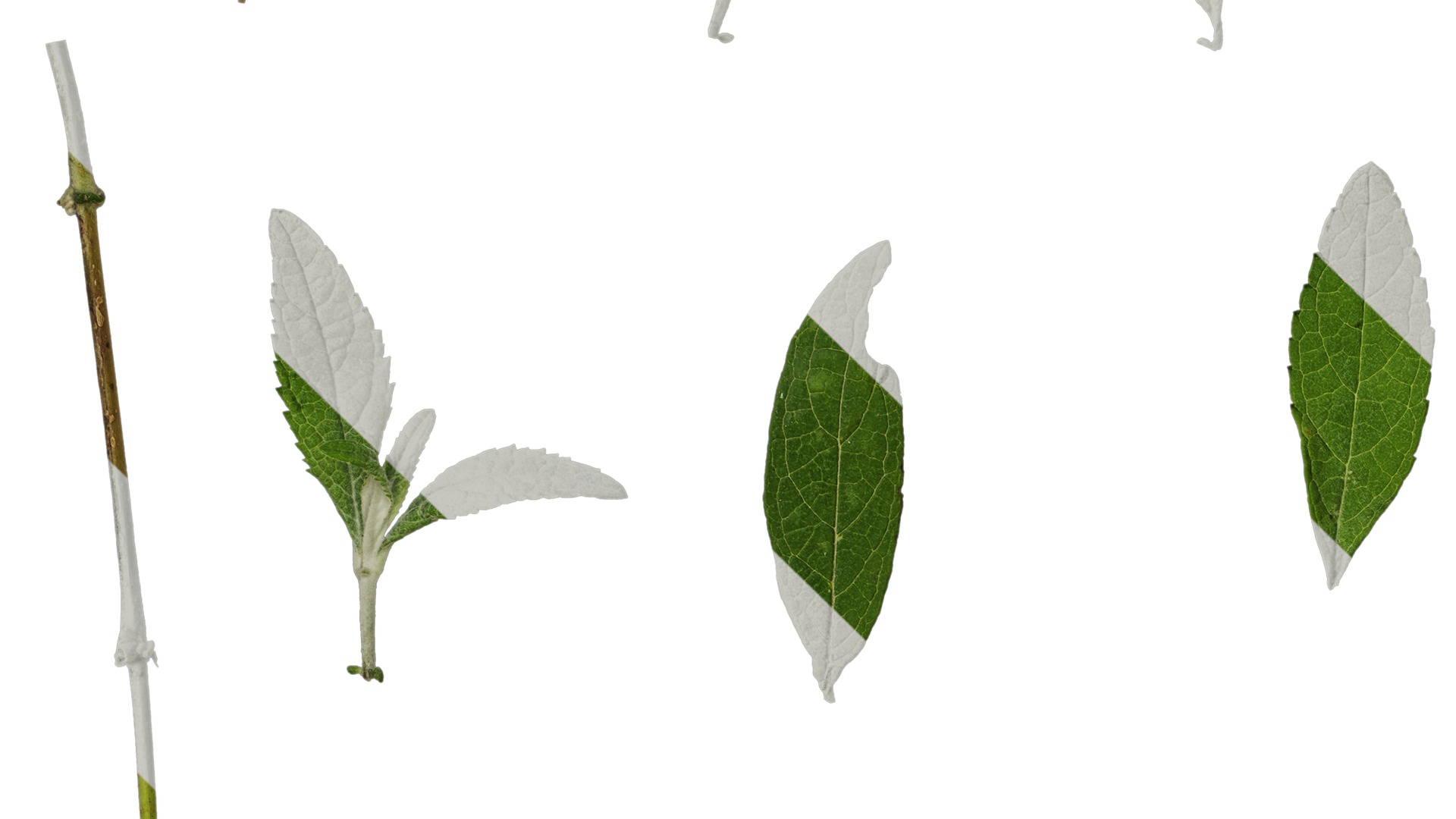 Anydrafts Buddleja lindleyana Leaf 05 F Texture_3