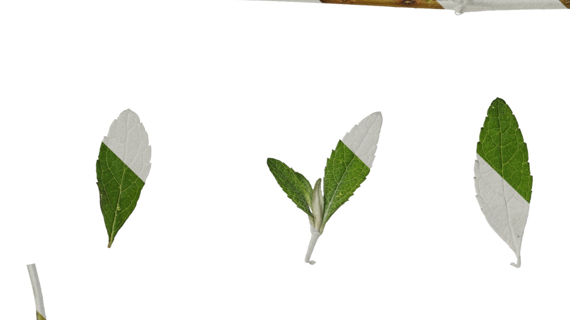 Anydrafts Buddleja lindleyana Leaf 05 F Texture_1