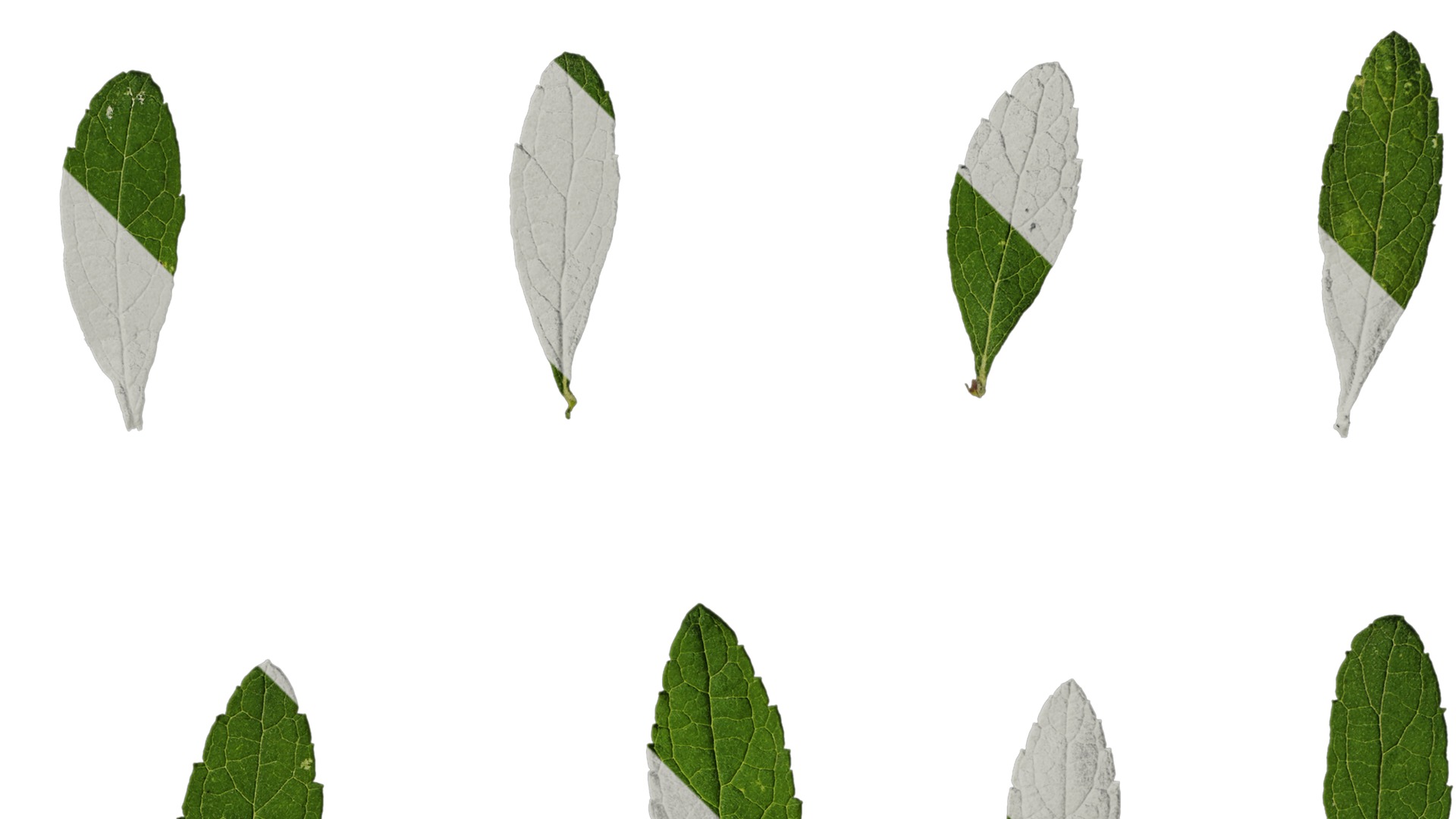 Anydrafts Buddleja lindleyana Leaf 05 F Texture_2