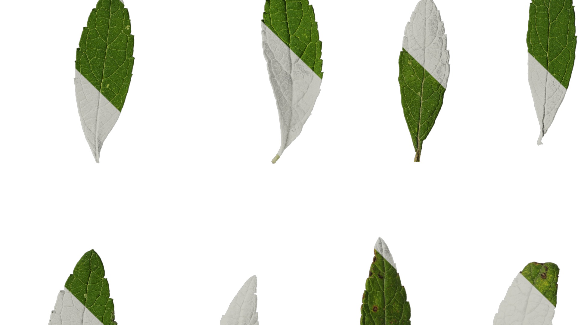 Anydrafts Buddleja lindleyana Leaf 05 F Texture_4