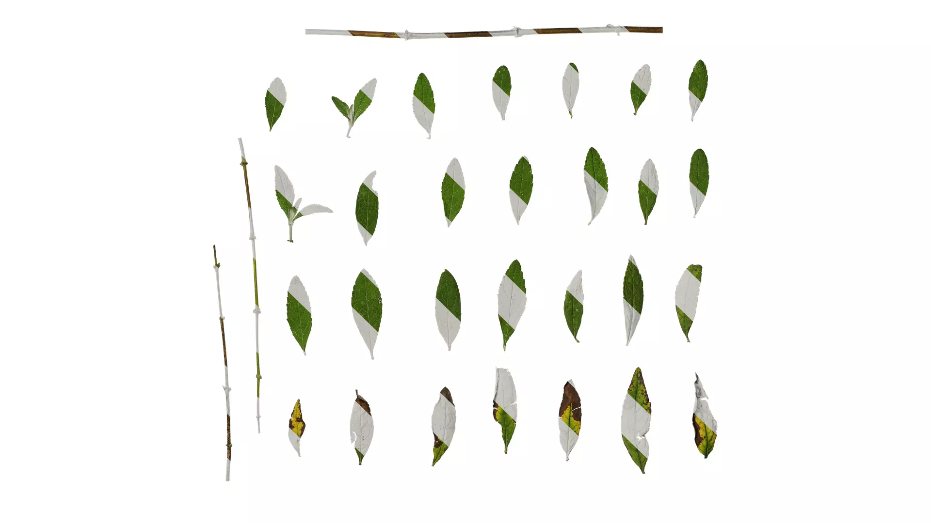 Anydrafts Buddleja lindleyana Leaf 05 F Texture_0