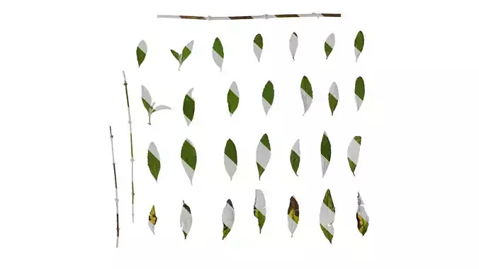 Anydrafts Buddleja lindleyana Leaf 05 F