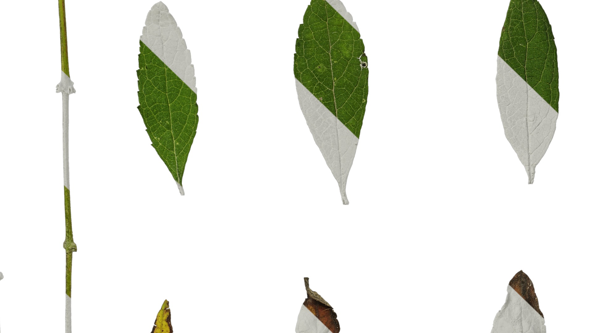 Anydrafts Buddleja lindleyana Leaf 05 F Texture_5