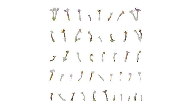 Anydrafts Buddleja officinalis Flower 01 Texture