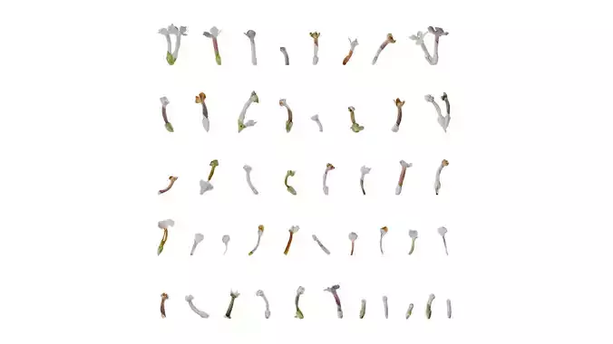 Anydrafts Buddleja officinalis Flower 01