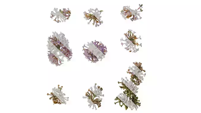 Anydrafts Buddleja officinalis Flower 02