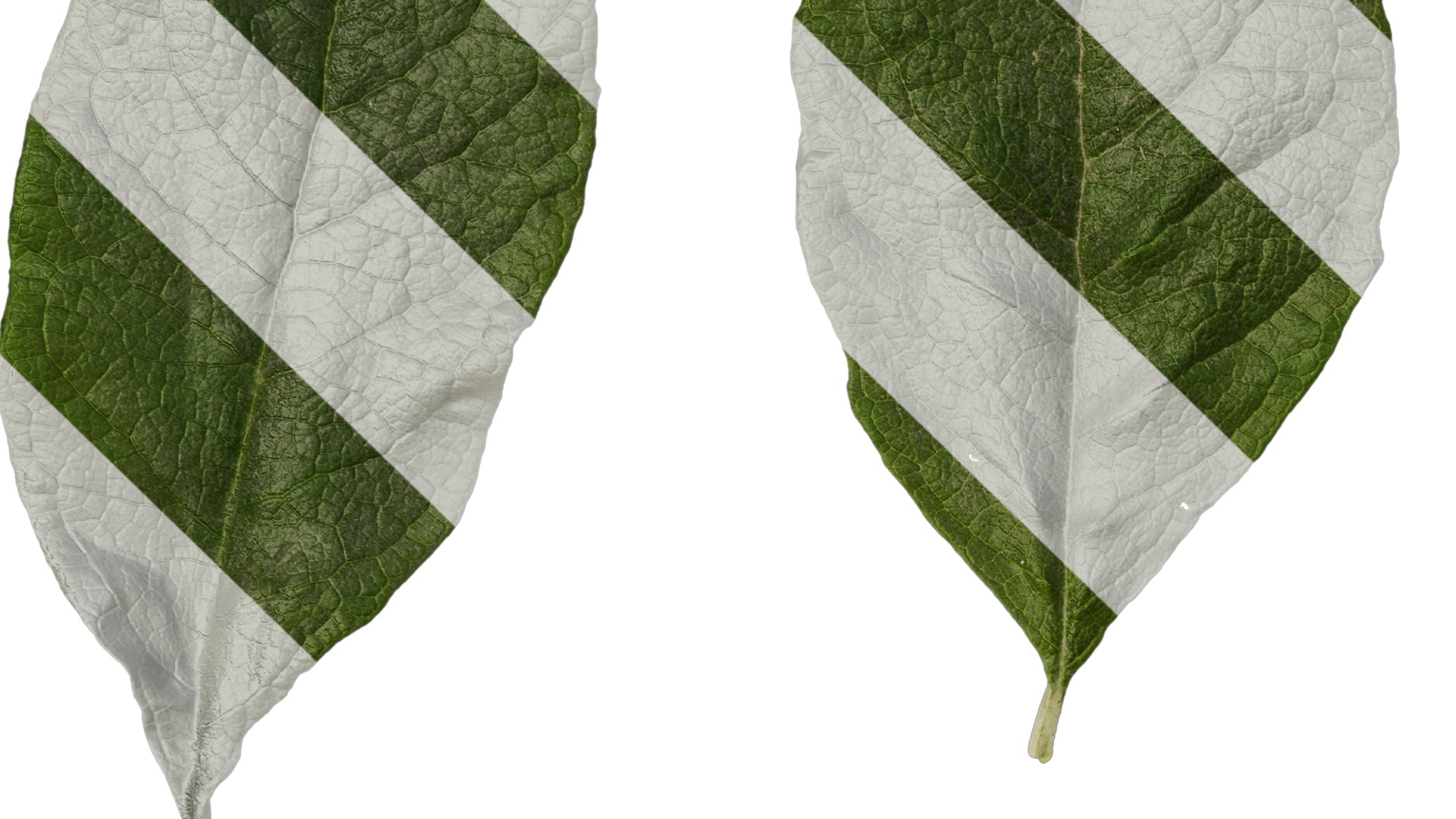 Anydrafts Buddleja officinalis Leaf 01 Texture_3