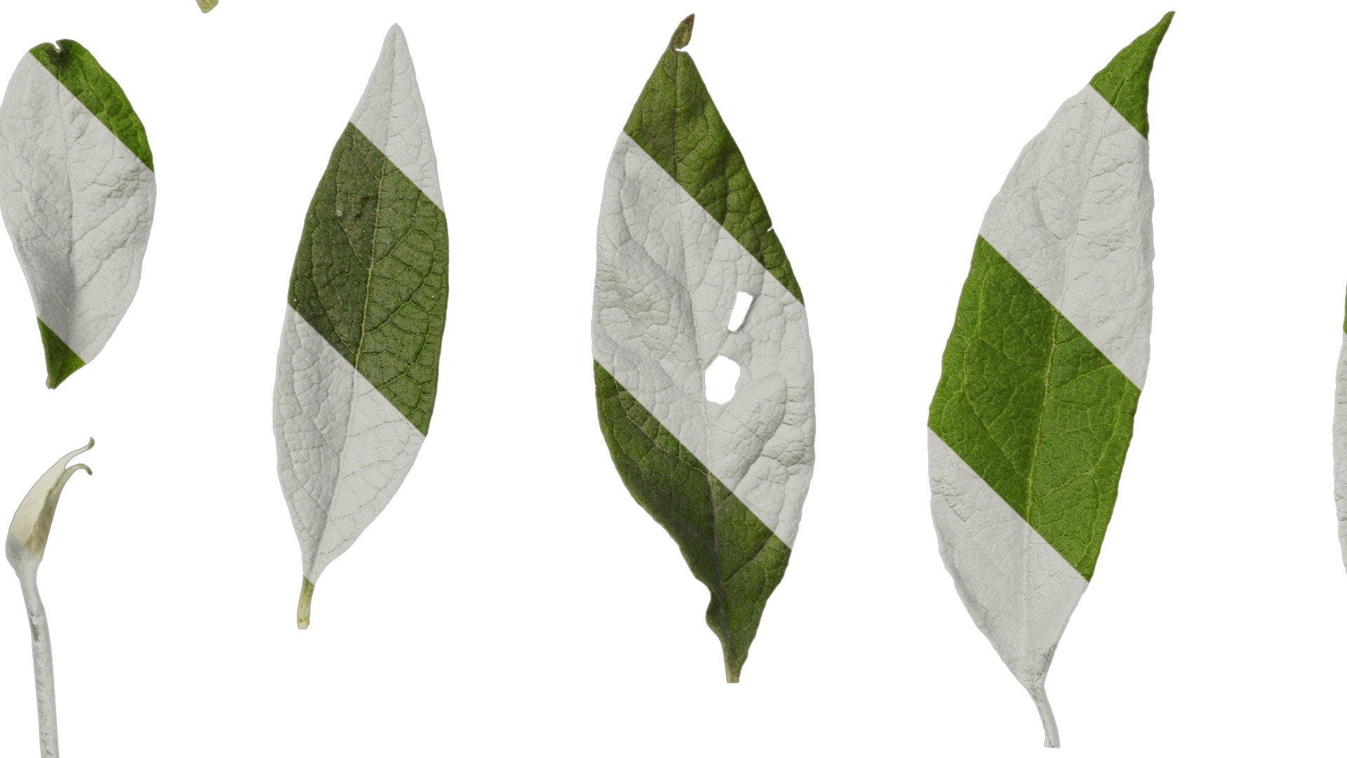 Anydrafts Buddleja officinalis Leaf 01 Texture_5