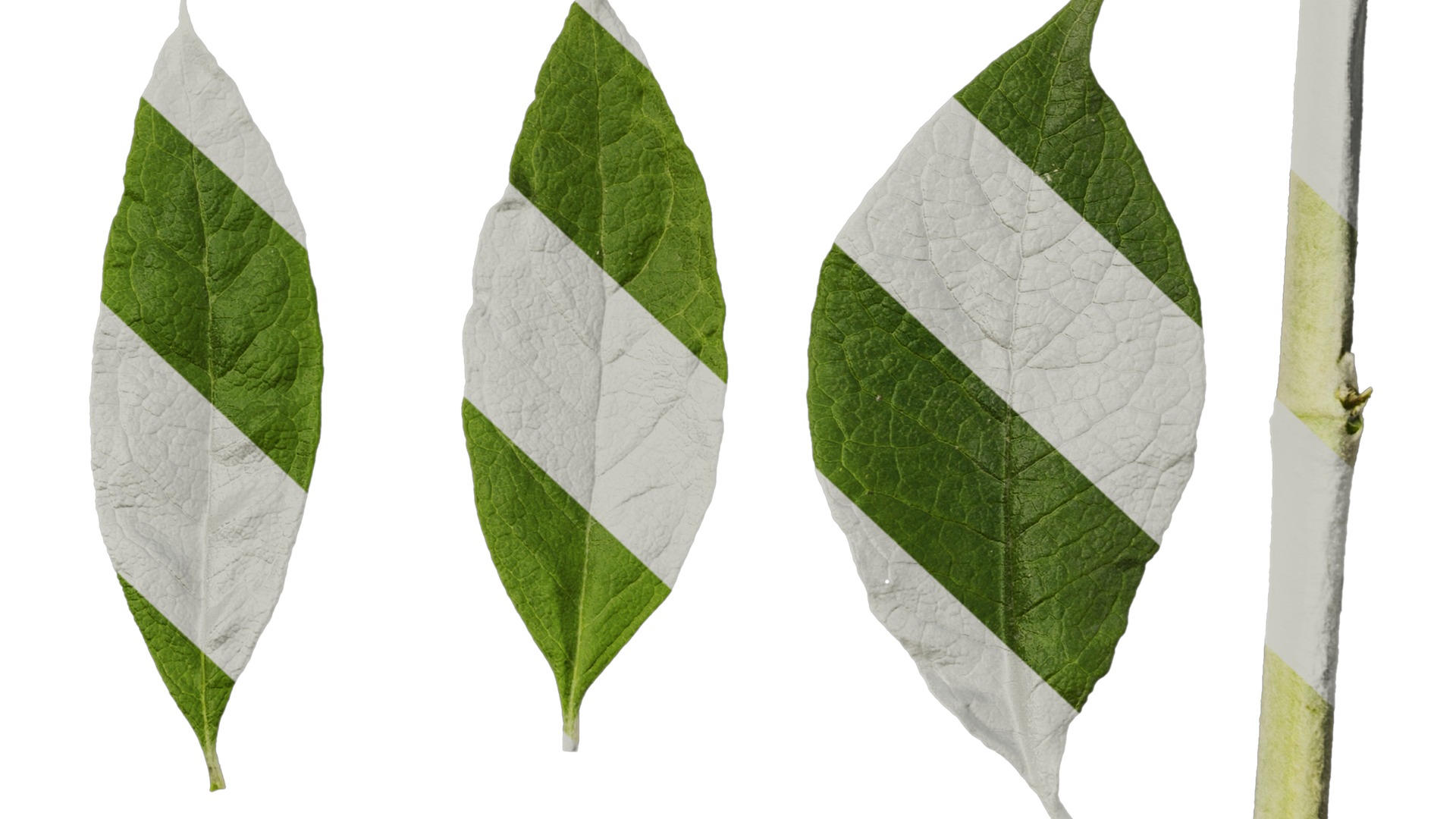 Anydrafts Buddleja officinalis Leaf 01 Texture_6