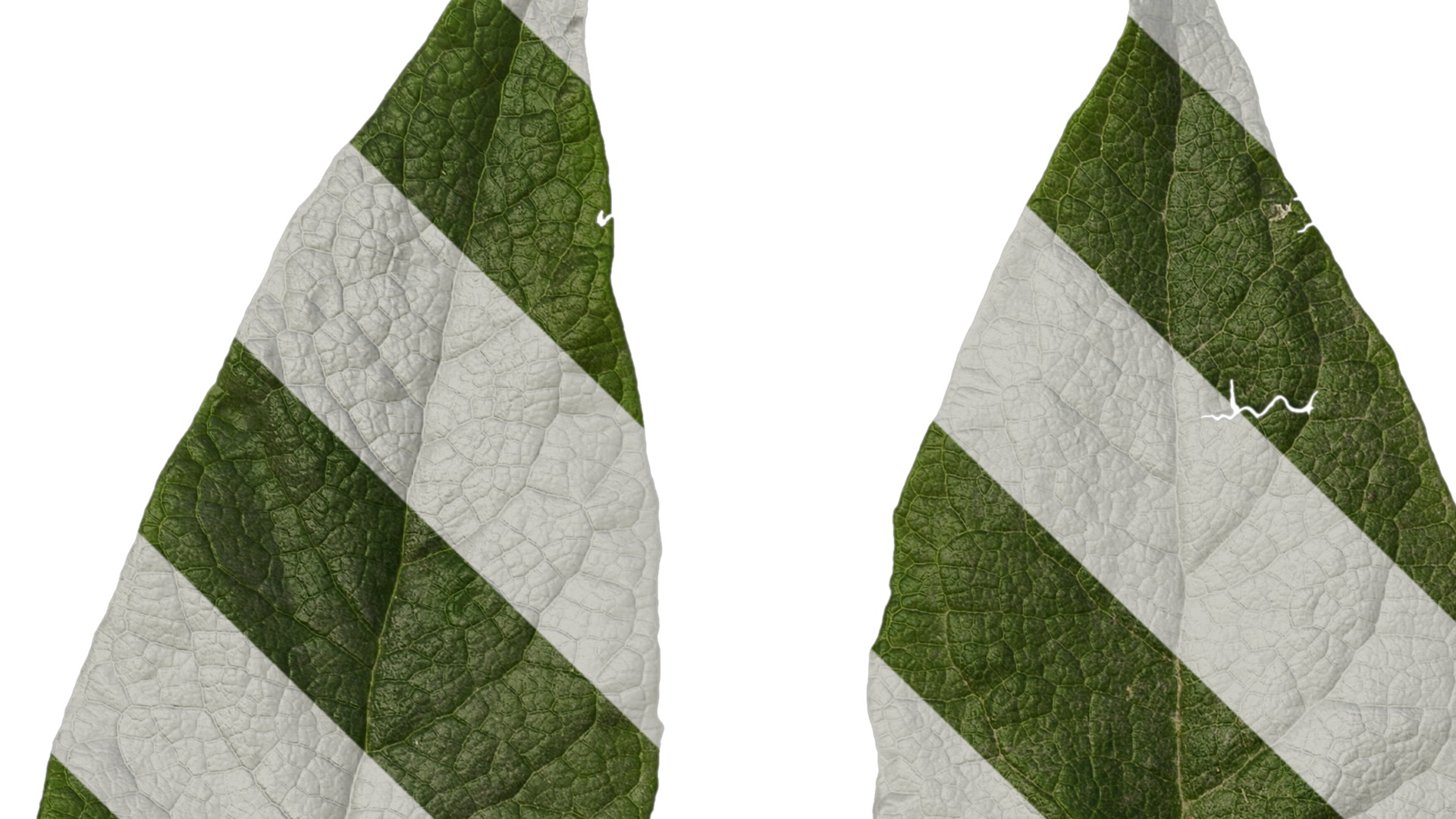 Anydrafts Buddleja officinalis Leaf 01 Texture_1