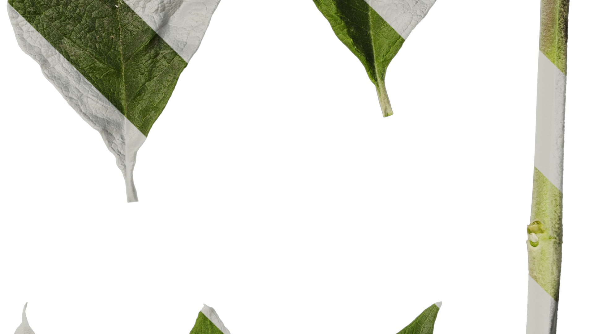 Anydrafts Buddleja officinalis Leaf 01 Texture_4