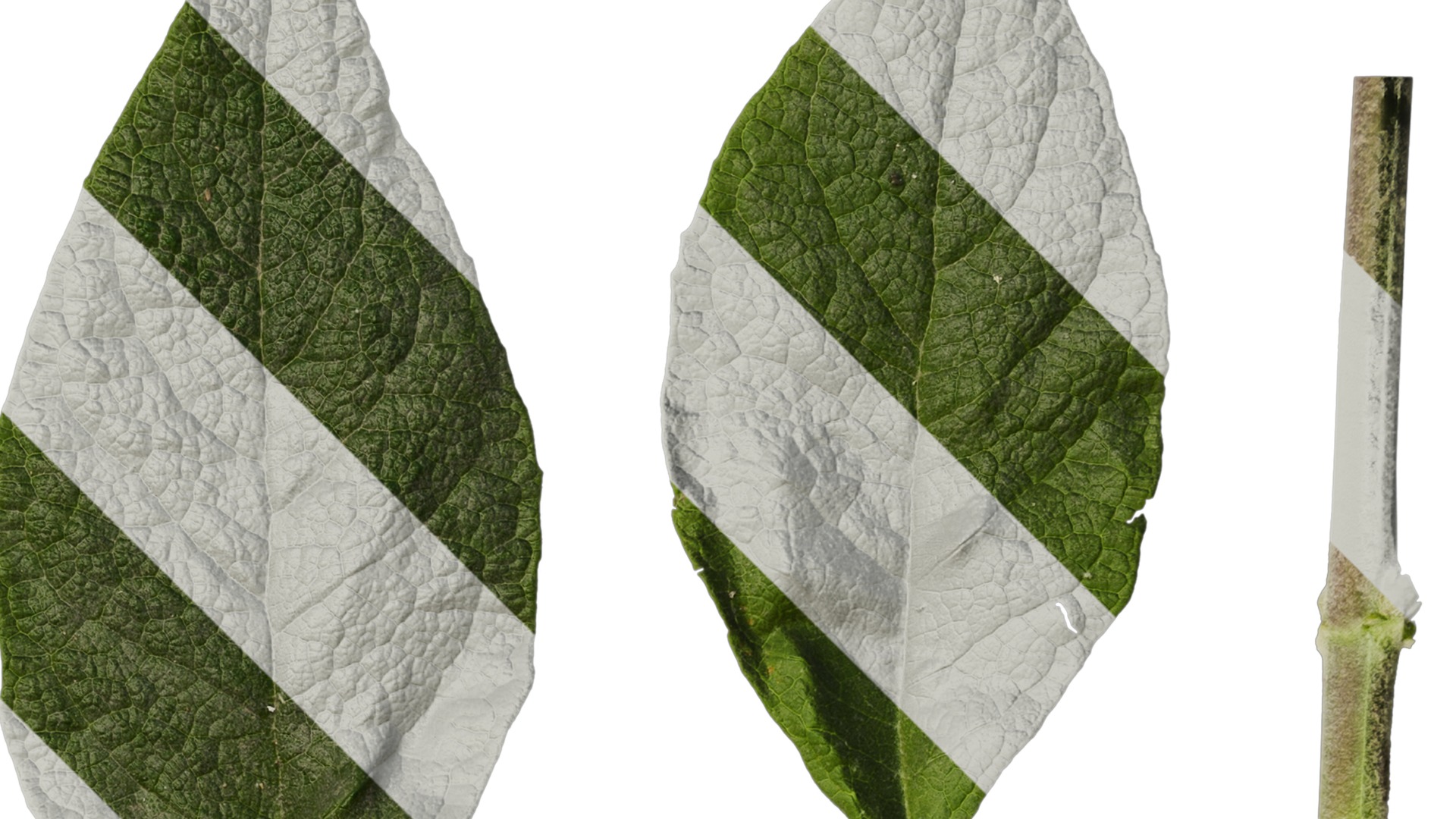 Anydrafts Buddleja officinalis Leaf 01 Texture_2