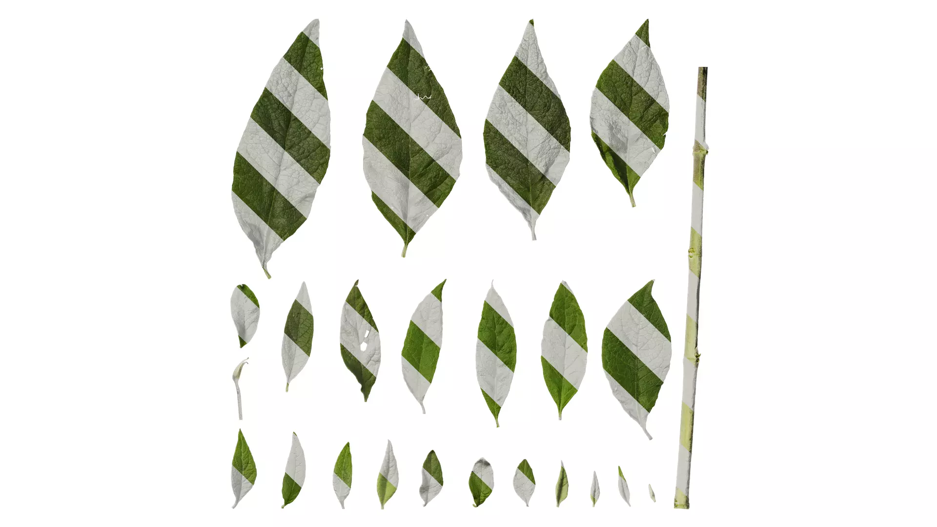 Anydrafts Buddleja officinalis Leaf 01 Texture_0