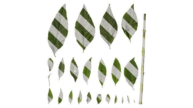Anydrafts Buddleja officinalis Leaf 01 Texture