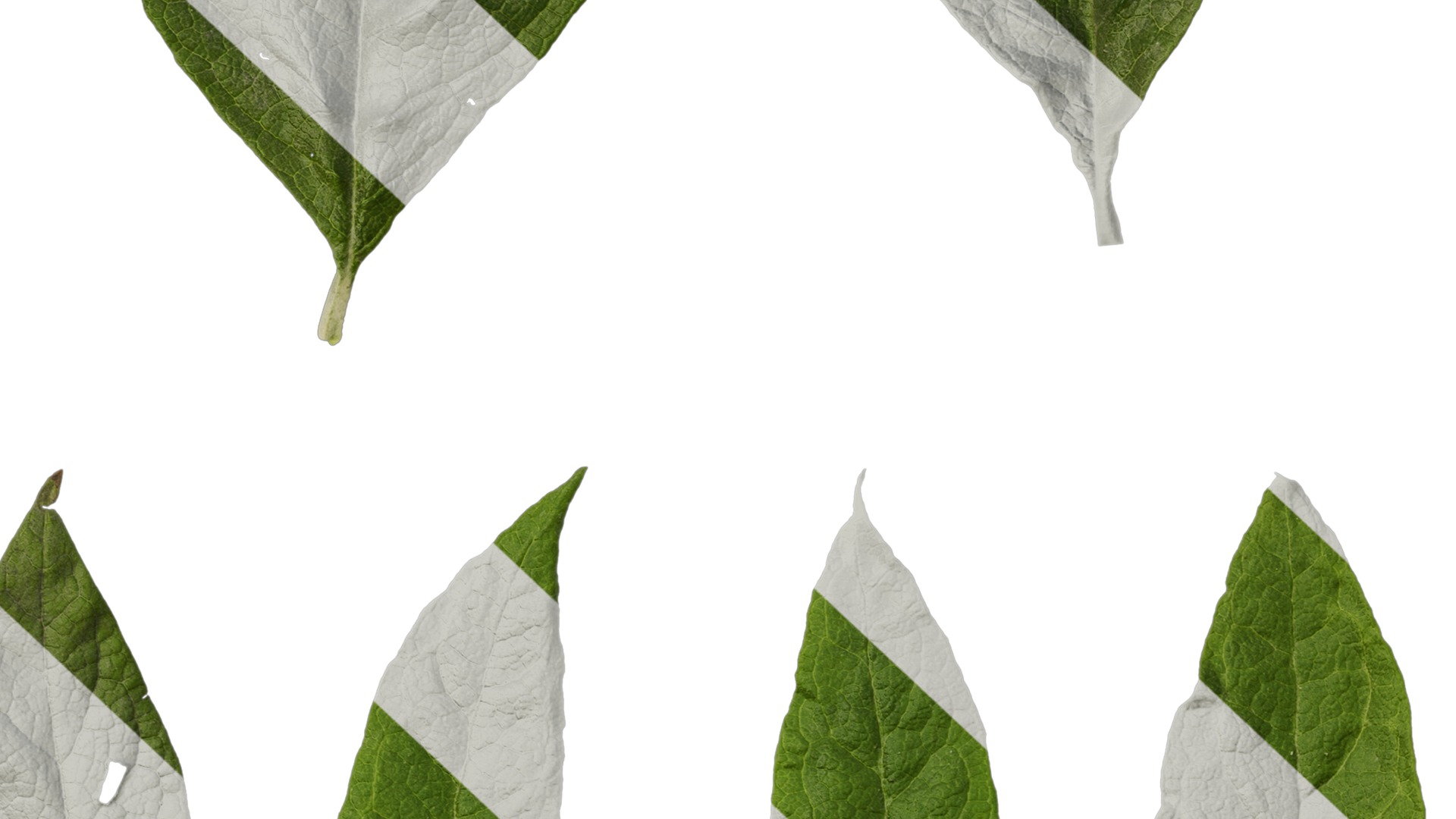 Anydrafts Buddleja officinalis Leaf 01 Texture_7