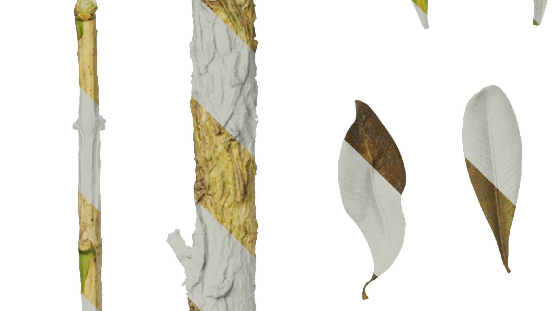 Anydrafts Buxus bodinieri Leaf 01 Texture_5