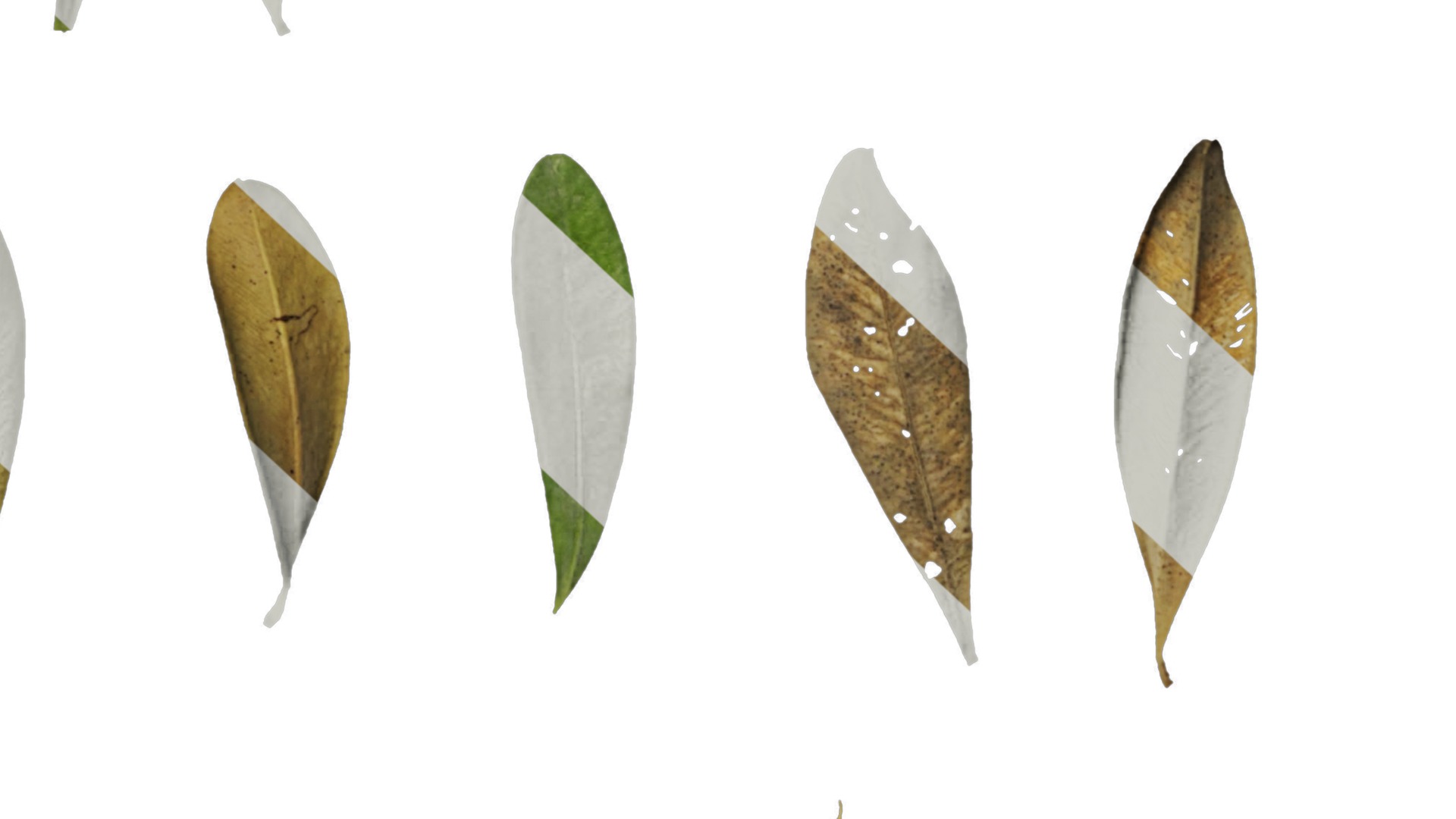 Anydrafts Buxus bodinieri Leaf 01 Texture_6