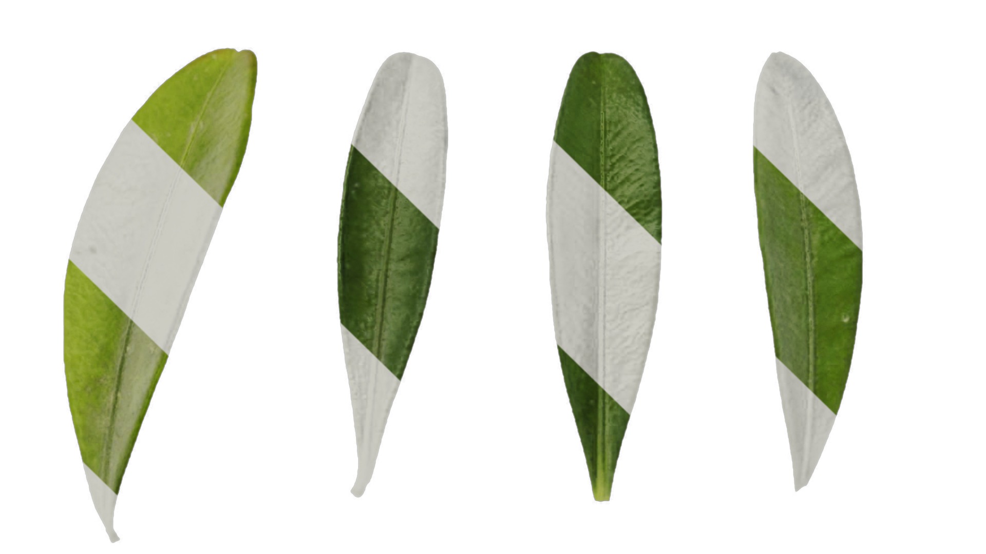 Anydrafts Buxus bodinieri Leaf 01 Texture_4