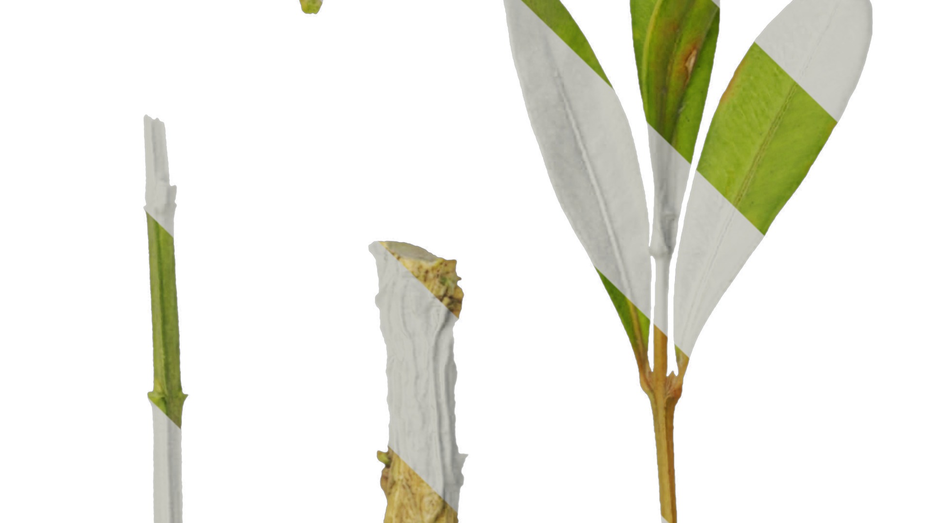 Anydrafts Buxus bodinieri Leaf 01 Texture_1