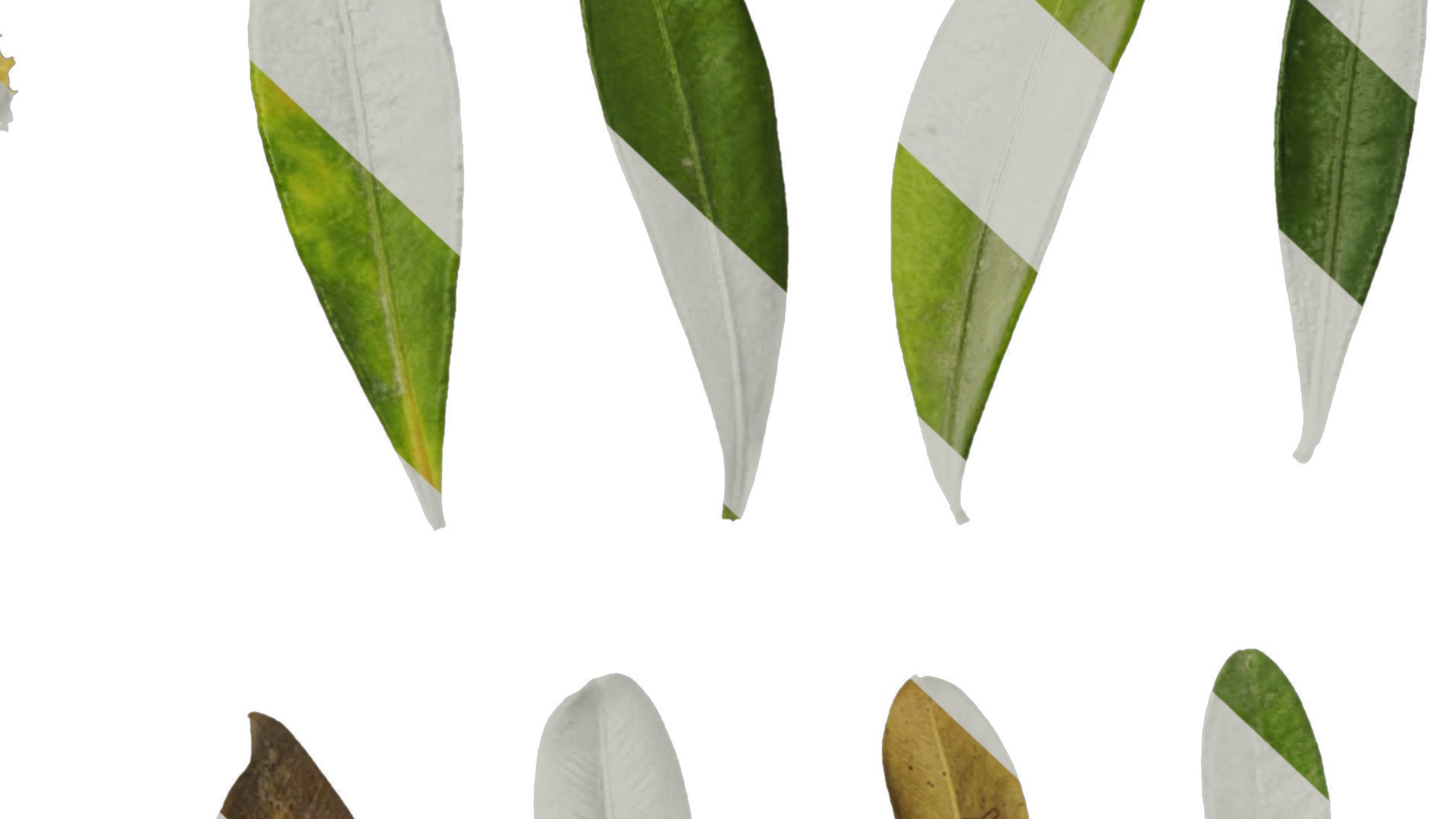 Anydrafts Buxus bodinieri Leaf 01 Texture_7