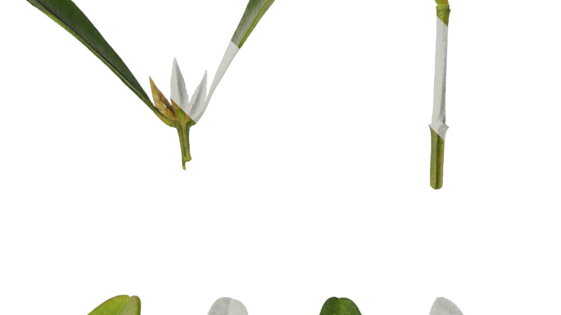 Anydrafts Buxus bodinieri Leaf 01 Texture_2